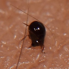 Galumnidae