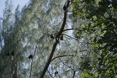 Pteropus seychellensis seychellensis