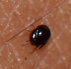 Galumnidae