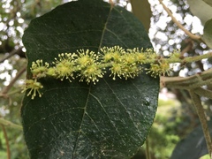 Croton magdalenensis