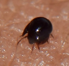Galumnidae