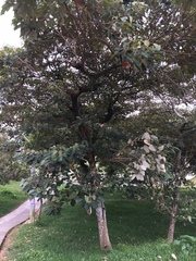 Croton magdalenensis