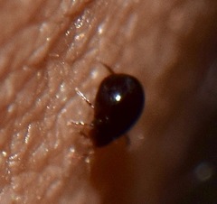 Galumnidae