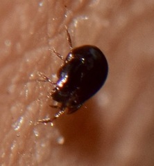Galumnidae