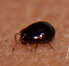 Galumnidae