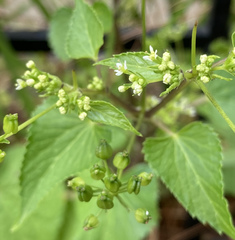 Spananthe paniculata