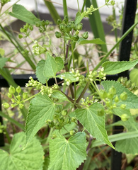Spananthe paniculata