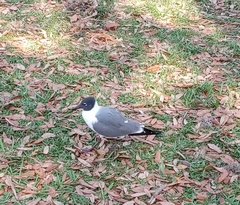 Leucophaeus atricilla