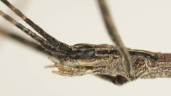 Sipyloidea whitei