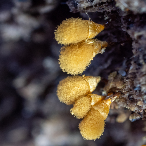 Representative image of Hemitrichia clavata