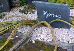 Selenicereus triangularis