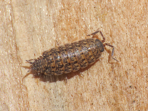 Orthometopon dalmatinum