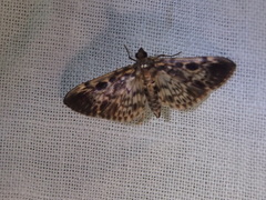 Rhimphaliodes macrostigma
