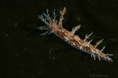 Dendronotus lacteus