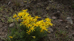 Nestotus stenophyllus