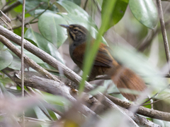 Pheugopedius mystacalis