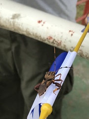Spathophora biclavata
