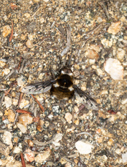 Bombylius albicapillus