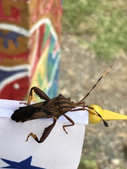 Spathophora biclavata