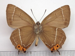 Chrysozephyrus brillantinus