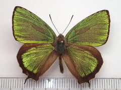 Chrysozephyrus brillantinus