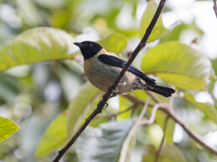 Stilpnia cyanoptera