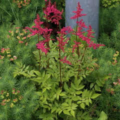 Astilbe × arendsii