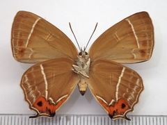 Chrysozephyrus brillantinus