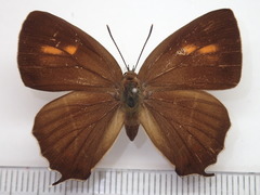 Chrysozephyrus brillantinus