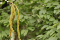 Handroanthus chrysotrichus