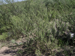 Plectrocarpa tetracantha