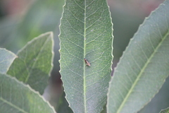 Scaphytopius majestus