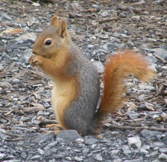 Sciurus anomalus