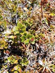 Gaultheria colensoi