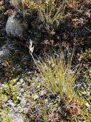 Rytidosperma setifolium