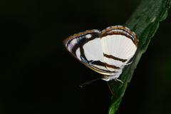 Dynamine athemon athemaena