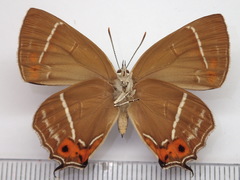 Chrysozephyrus brillantinus