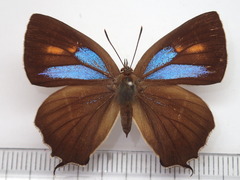 Chrysozephyrus brillantinus