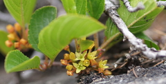 Rhamnus pumila