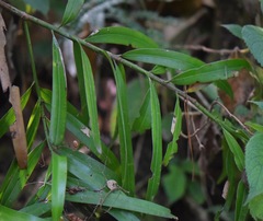 Podocarpus matudae