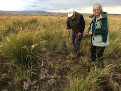 Chionochloa rigida rigida