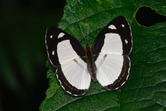Dynamine athemon athemaena