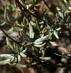 Eriogonum microtheca panamintense