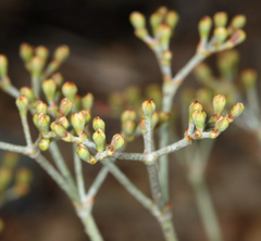 Eriogonum microtheca panamintense