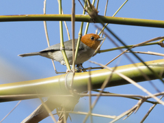 Thlypopsis fulviceps