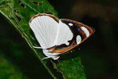 Dynamine coenus