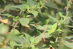 Ancistrocerus bustamente