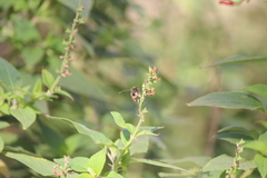 Ancistrocerus bustamente
