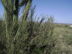 Plectrocarpa tetracantha