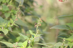 Ancistrocerus bustamente